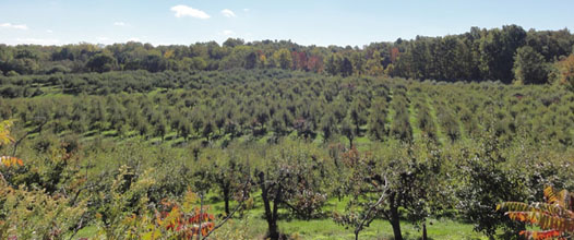 fonthill apple farm